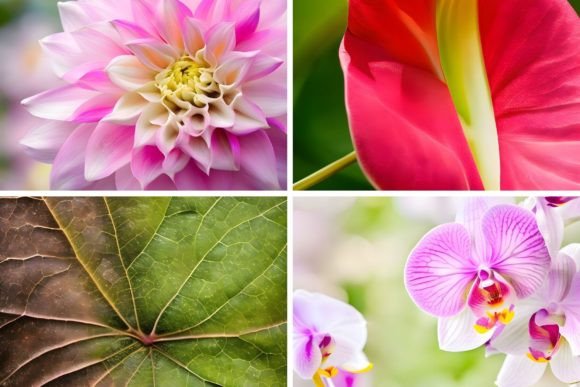 Download 46 Organic Botanical Backgrounds - Premium Resources